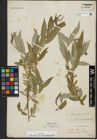 Foto von Salix alba subsp. micans (Andersson) Rech. f.